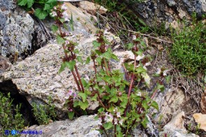 Lamium garganicum subsp. corsicum (Falsa-Ortica di Corsica)