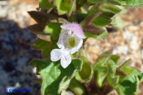 Lamium garganicum subsp. corsicum (Falsa-Ortica di Corsica)