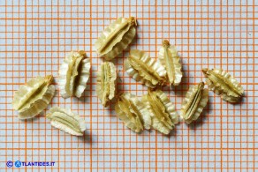 Laserpitium gallicum subsp. gallicum (Laserpizio odoroso): gli acheni