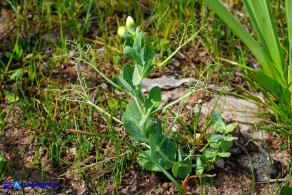 Lathyrus oleraceus subsp. oleraceus (Pisum sativum subsp. sativum): Pisello selvatico