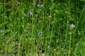 Linaria arvensis (Linaria dei campi)