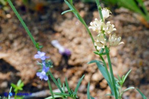 Linaria arvensis (Linaria dei campi): le capsule dei semi vuote
