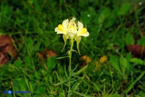 Linaria vulgaris subsp. vulgaris (Linaria comune)