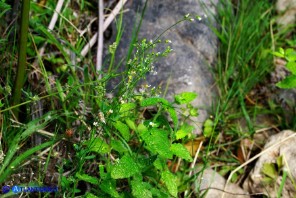 Linum catharticum subsp. catharticum (Lino catartico)
