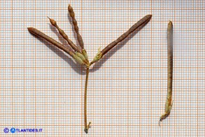 Lotus cytisoides (Ginestrino delle scogliere): i legumi maturi