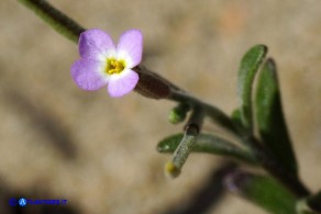 Marcus-kochia ramosissima (Malcolmia ramosissima)