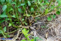 Mercurialis corsica (Mercorella di Corsica)