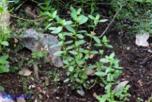 Mercurialis corsica (Mercorella di Corsica)