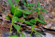 Mercurialis corsica (Mercorella di Corsica): Fiori femminili