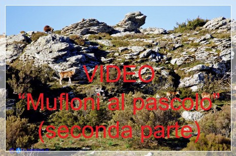 Vai al capitolo VIDEO MUFLONI AL PASCOLO (SECONDA PARTE)  Go to section VIDEO MUFLONI AL PASCOLO (SECONDA PARTE)