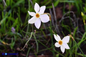 Narcissus obsoletus (Narciso autunnale)