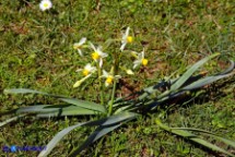 Narcissus tazetta subsp. tazetta (Narciso tazzetta)