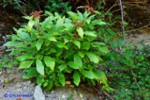 Paeonia morisii (Peonia sardo-corsa)
