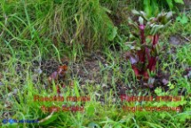 Paeonia morisii (Peonia sardo-corsa): piante a foglie lucide (sn) e a foglie tomentose (dx)