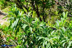 Rhamnus persicifolius (Ranno di Sardegna): fronde di una pianta maschile