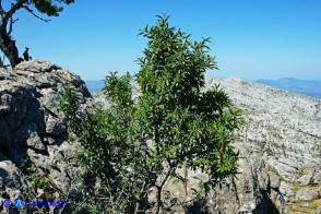 Rhamnus persicifolius (Ranno di Sardegna)