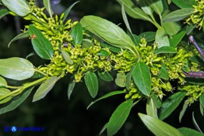 Rhamnus persicifolius (Ranno di Sardegna): i fiori maschili