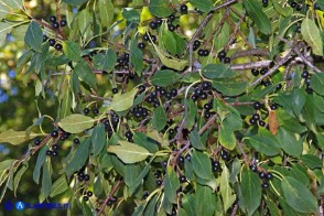 Rhamnus persicifolius (Ranno di Sardegna): i frutti prima della caduta delle foglie