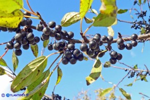 Rhamnus persicifolius (Ranno di Sardegna): i frutti con le ultime foglie