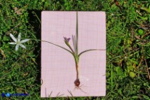 Romulea revelierei (Zafferanetto di Revelière): la pianta intera