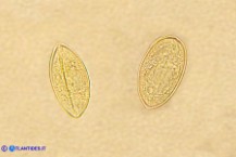 Romulea revelierei (Zafferanetto di Revelière): il polline al microscopio