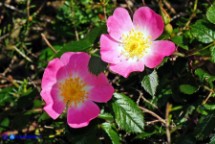 Rosa serafinii (Rosa di Serafini)