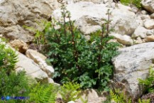 Scrophularia trifoliata (Scrofularia di Sardegna)