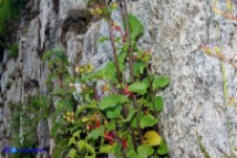Scrophularia trifoliata (Scrofularia di Sardegna)