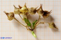 Scrophularia trifoliata (Scrofularia di Sardegna): i frutti