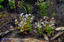 Sedum caeruleum (Borracina azzurra)