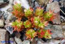 Sedum caespitosum (Borracina cespitosa): cespo formato da una sola pianta