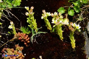 Sedum villosum (Borracina villosa)