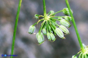 Siler montanum subsp. ogliastrinum (Laserpizio d'Ogliastra)