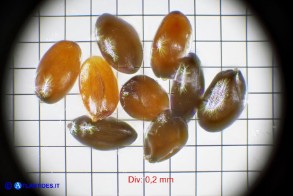 Solenopsis bacchettae (Laurenzia di Bacchetta): i semi