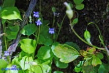 Solenopsis laurentia (Laurenzia comune)