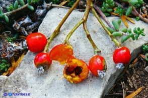 Sorbus graeca (Sorbo meridionale)