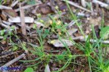 Spergula arvensis s.l. (Renaiola comune ginocchiata)