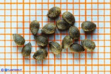 Stachys germanica subsp. germanica (Stregona germanica): le nucule
