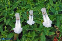 Stachys glutinosa (Stregona spinosa,  Betonica fetida)