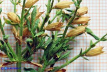 Stachys glutinosa (Stregona spinosa,  Betonica fetida)