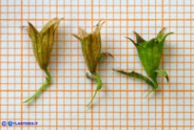 Stachys glutinosa (Stregona spinosa,  Betonica fetida): i calici