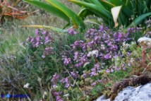 Teucrium chamaedrys subsp. chamaedrys (Camedrio comune)