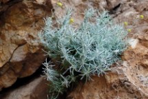 Sentiero Tiscali: Elicriso sardo (Helicrysum saxatile)