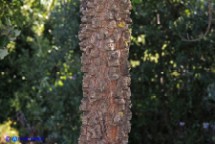 Pistacia suberosa (Lentisco suberoso)
