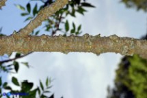 Pistacia suberosa (Lentisco suberoso)
