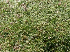 Piantaggine a cuscinetto (Plantago subulata ssp. insularis)