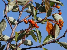 Sorbo meridionale (Sorbus graeca)