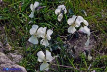 Viola corsica ssp. limbarae