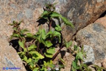 Lamium garganicum ssp. corsicum (Falsa ortica di Corsica)