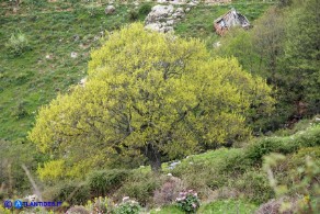 Acer monspessulanum subsp. monspessulanum (Acero minore o trilobo)